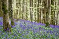 Bluebells and wild garlic in Rossmore Forest Park - May 2017 (15)